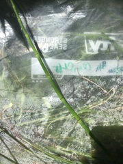 Equisetum fluviatile
