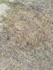 Muhlenbergia richardsonis