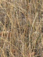 Muhlenbergia richardsonis