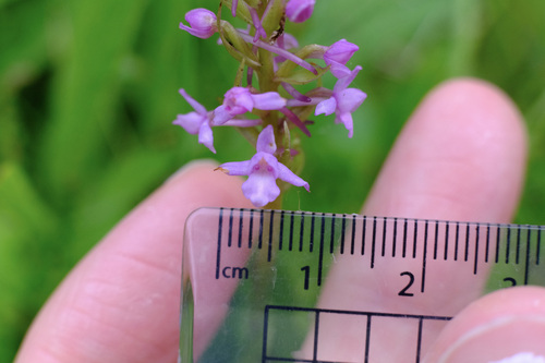Image of Heath fragrant orchid by (c) Fraser Higgins, some rights reserved (CC BY)