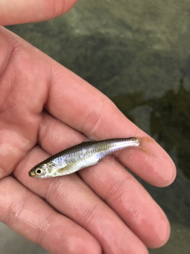 Notropis amabilis