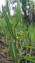Asclepias pedicellata image