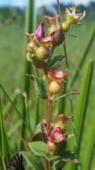 Rhexia nuttallii
