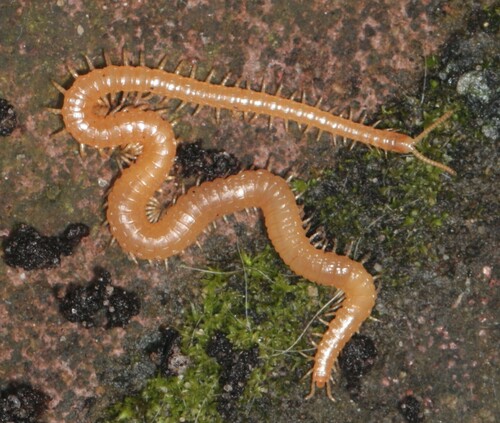 Western Yellow Centipede, Wageningen, Nederland, photo 8 of 10
