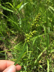 Carex stipata