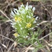 Linear-lobed Owl's-Clover - Photo (c) Charlie Russell, some rights reserved (CC BY-NC), uploaded by Charlie Russell