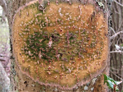 Speckled Blister Lichen