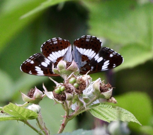 White admiral