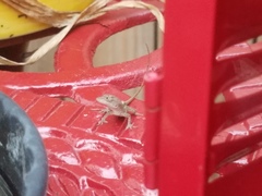 Anolis sagrei