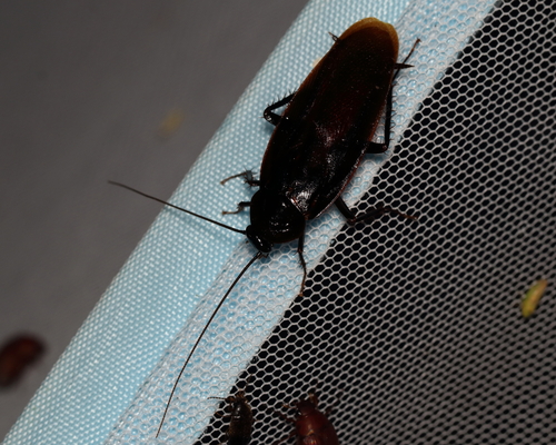 Japanese Cockroach photo 6