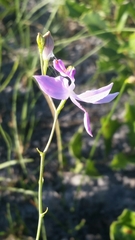Calopogon pallidus