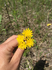 Pilosella piloselloides