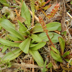 Plantago eriopoda