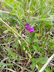 Lathyrus humilis