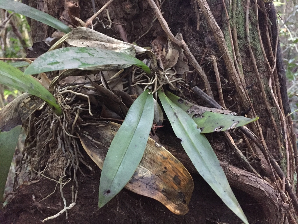 Trichocentrum undulatum