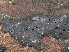 Biscogniauxia capnodes