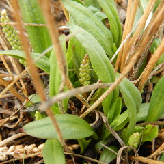 Plantago eriopoda