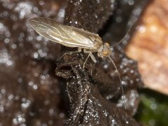 Caeciliusidae