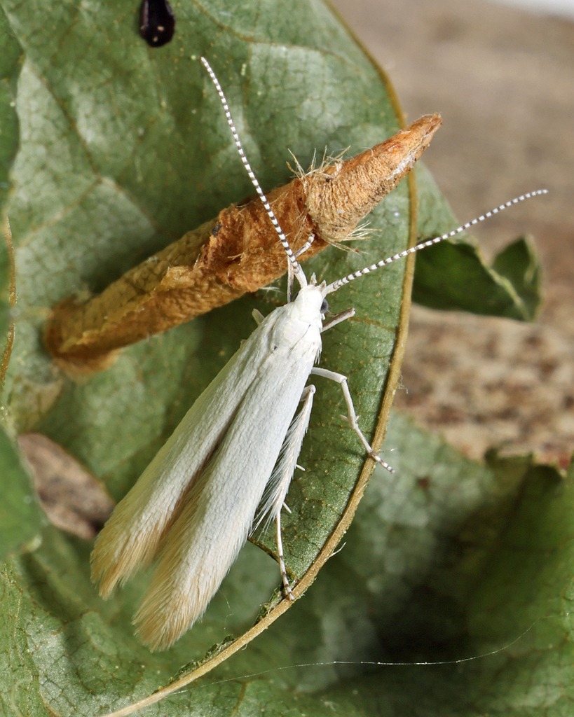 Chestnut Casebearer Moth in June 2024 by Tom Murray. The moth just ...