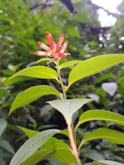 Cestrum elegans