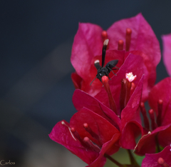 Parachartergus apicalis