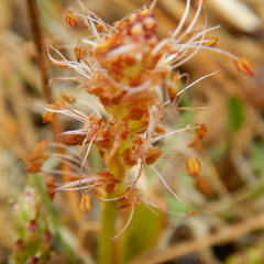 Plantago eriopoda