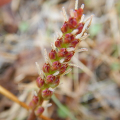 Plantago eriopoda
