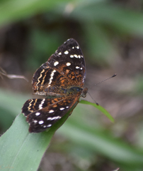 Anthanassa atronia