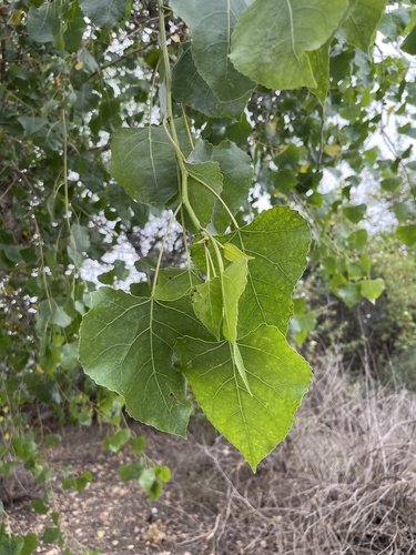 iNaturalist observation photo of poplars, cottonwoods, and aspens