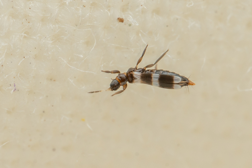 Aeolothrips ericae