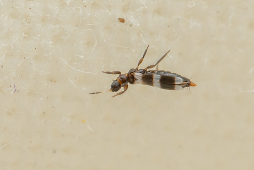 Aeolothrips ericae