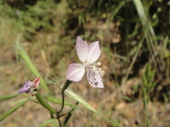 Clarkia similis