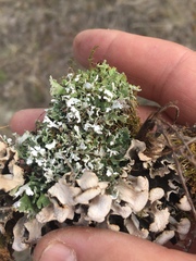 Cladonia macrophyllodes
