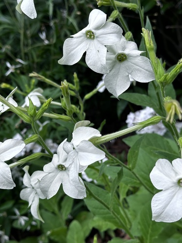 Tabaco ornamental