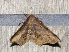 Rhinodia rostraria