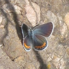 Icaricia lupini texanus