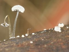 Mycena piringa