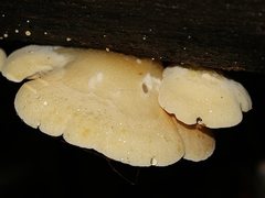 Crepidotus nephrodes