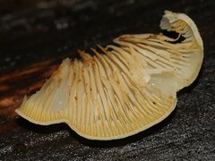 Crepidotus nephrodes