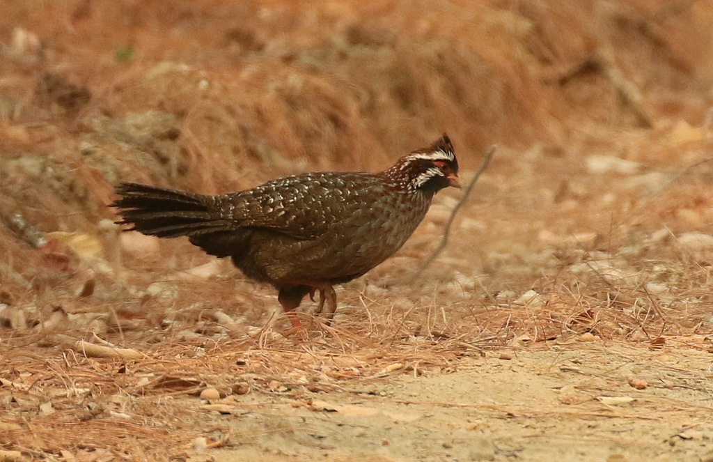 Long-Tailed Wood-Partridge