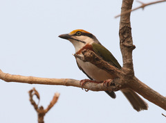 Vireolanius melitophrys