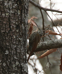 Lepidocolaptes leucogaster