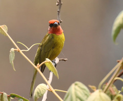 Piranga erythrocephala