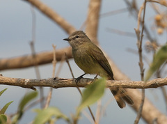 Myiopagis viridicata jaliscensis