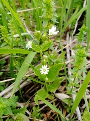 Stellaria bungeana