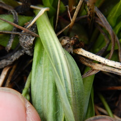 Plantago eriopoda