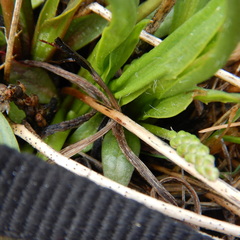 Plantago eriopoda