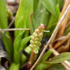 Plantago eriopoda