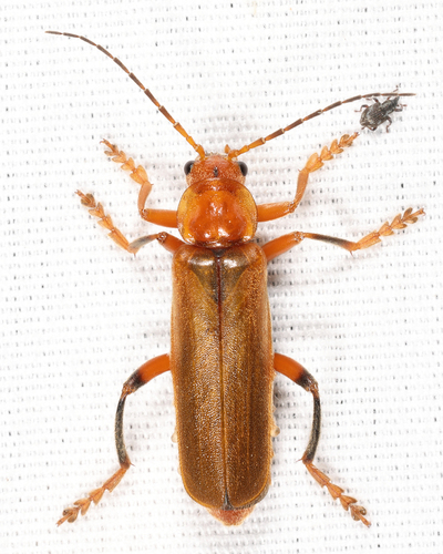 Cantharis livida Linnaeus, 1758