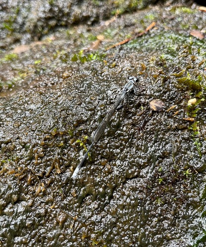 Megalagrion eudytum observed 2024-06-16